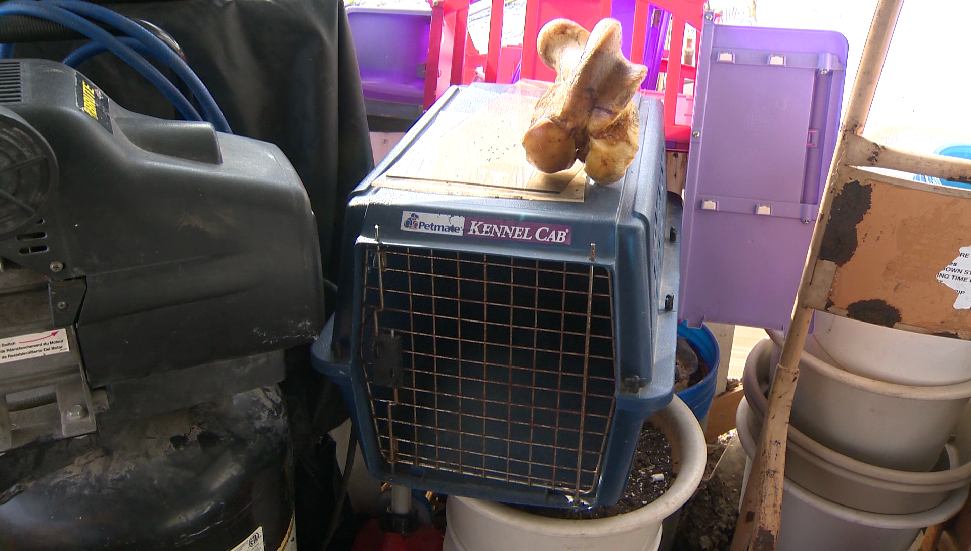 Greensburg family charged after leaving pets alone for a week says they had no choice