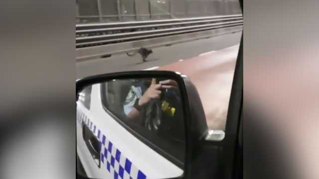 Hot pursuit! Watch Aussie police chase wallaby down highway