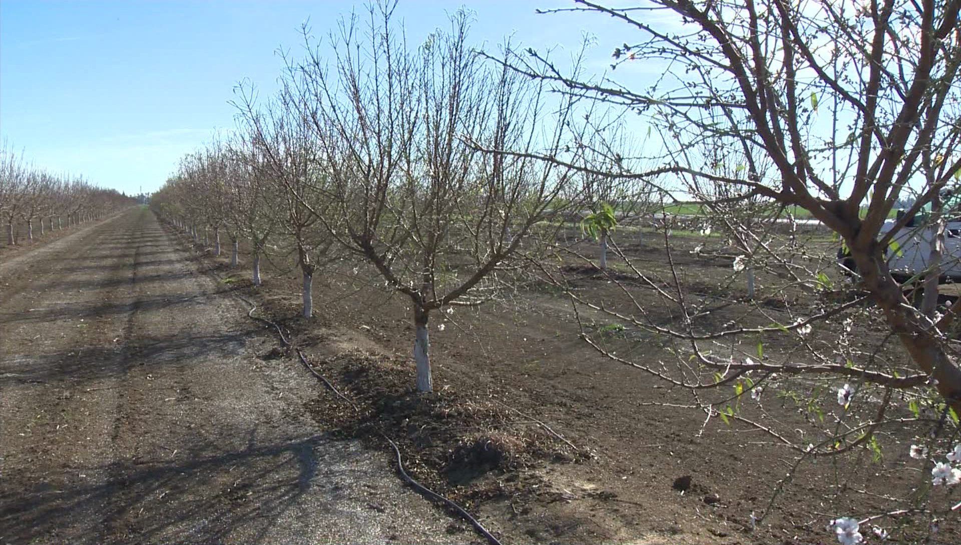 Warm, dry winter making farm-to-fork producers nervous
