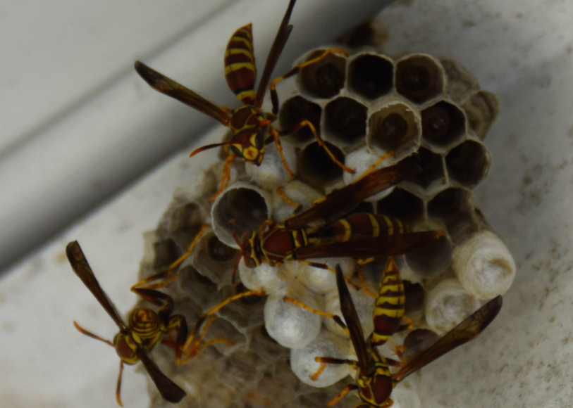 Woman says product intended for wasps trapped 7 birds in backyard