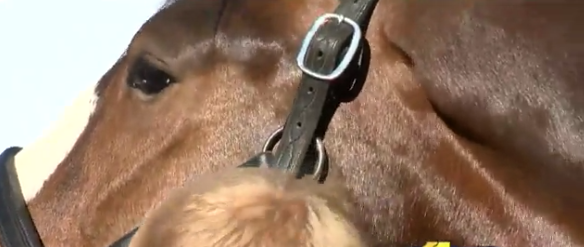 Sunrise at Old Hilltop introduces fans to horse racing