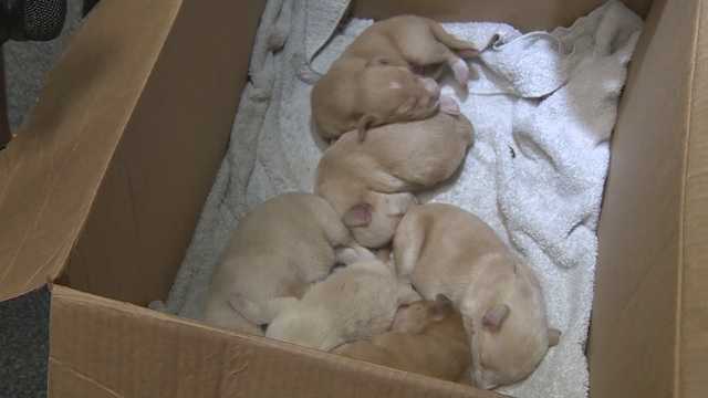 'It's senseless' Newborn puppies left for dead rescued