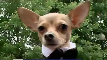 Lafreniere Park Dog Prom Lafreniere Park Dog Prom