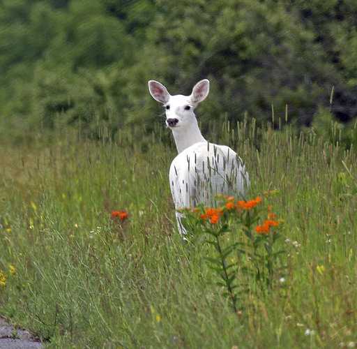 Rare white deer herd open to public view later this year