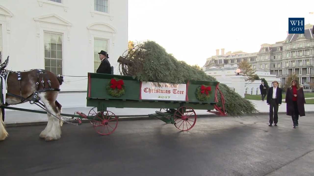 Watch Live: President, First Lady take part in lighting National Christmas Tree