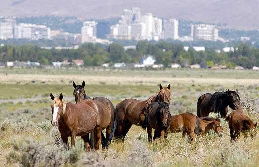 Trump budget would allow sale of wild horses for slaughter