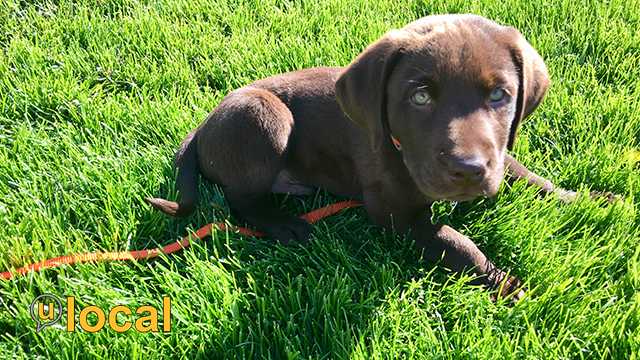 Here's how to take care of your pets during a hurricane