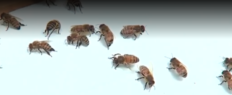 Thousands of bees die after mosquito control spraying