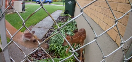 Awwww: Watch this mama deer reunite with baby