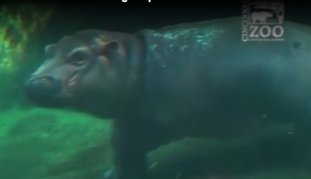 Watch baby hippo Fiona and her mom swim in the big kid pool