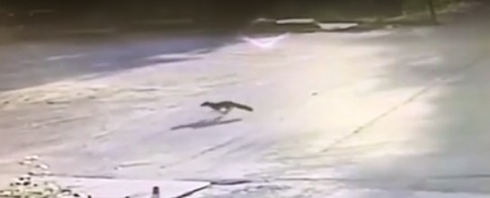 Man attacked by potentially rabid fox