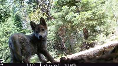 Photos: Wolf couple welcomes adorable pups
