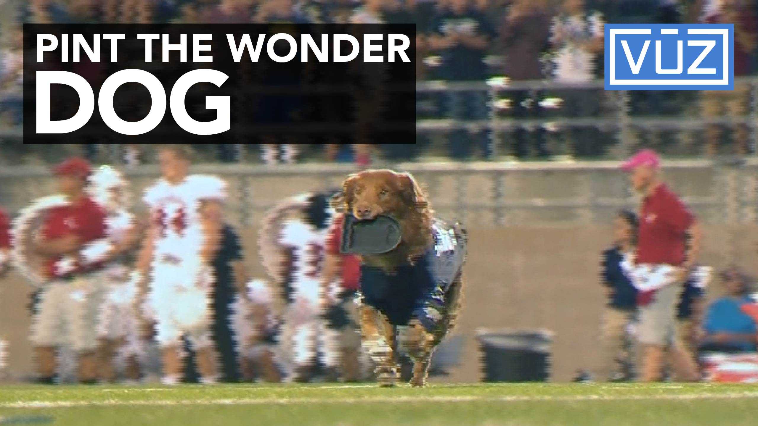 Pooch is college football team's star