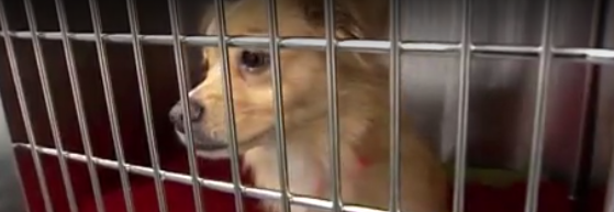 Opioid addicts turn to pet medications to get high