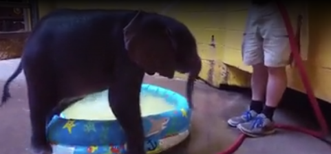 Zoo's adorable baby elephant enjoys her first bath
