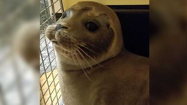 Seal pup visits Cape Cod pizza shop