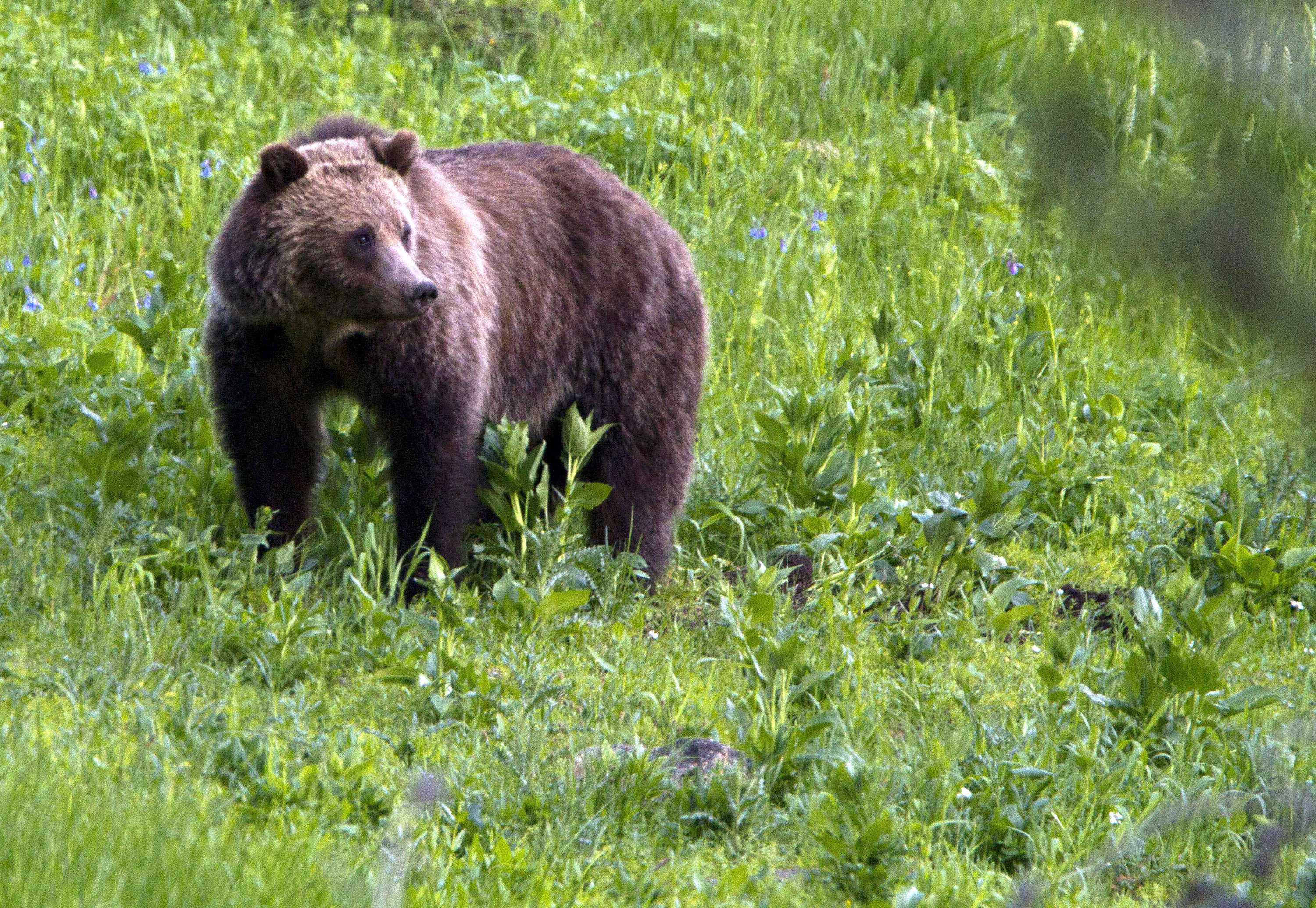 US officials to lift Yellowstone grizzly bear protections