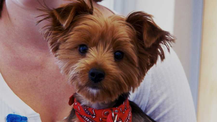 yorkie hoarding poway california pleads guilty to hoarding 170 yorkies yorkie hoarding poway california pleads guilty to hoarding 170 yorkies