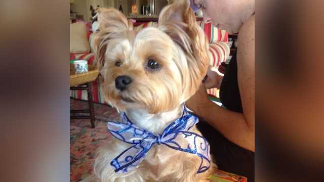 Yorkshire terrier attacked, killed at popular dog park