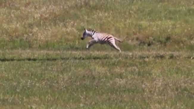 Cute alert: Baby zebra frolics by Hearst Castle