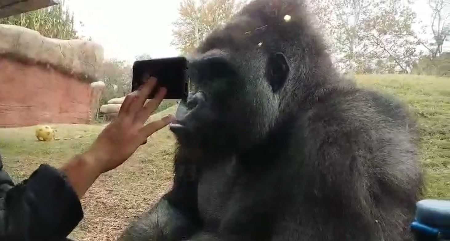 Video: Gorilla loves watching cell phone videos