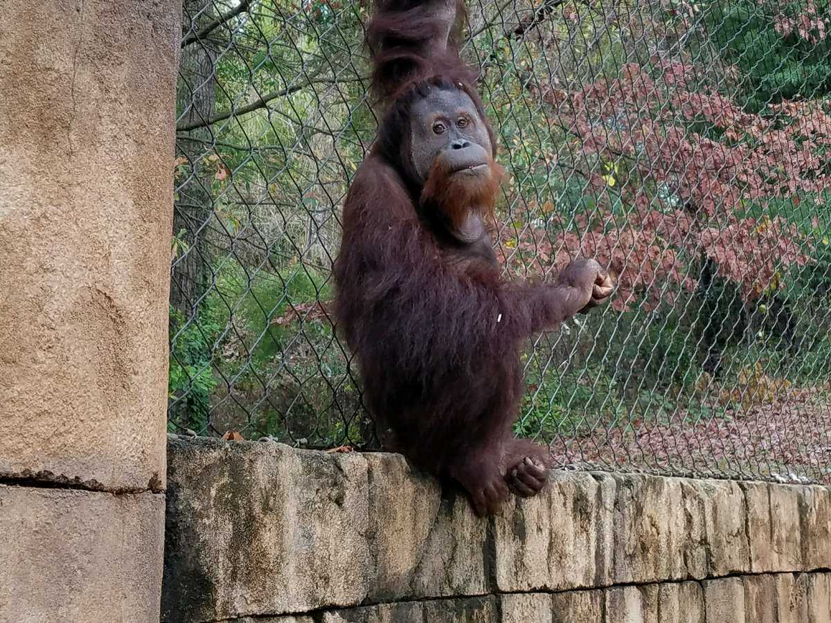 Orangutan escapes zoo exhibit for third time in two years
