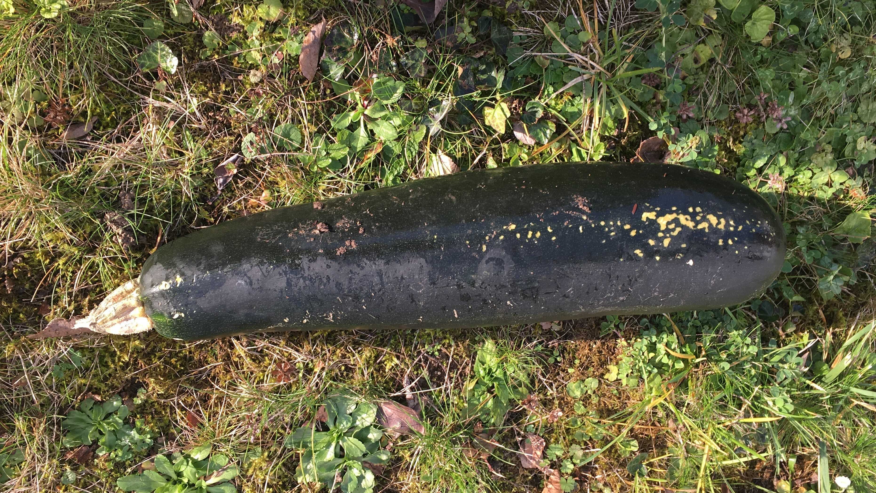 Fears squashed: German police respond after man mistakes zucchini for WWII bomb