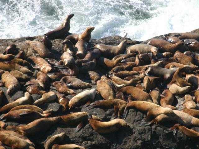 Study: California sea lion population has tripled in 40 years