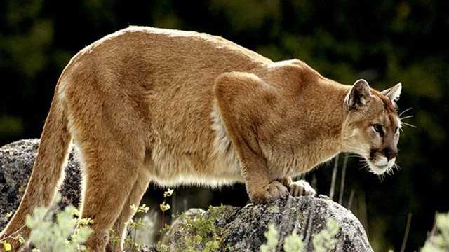 Mountain lion stares down hikers Mountain lion stares down hikers