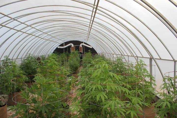 Rural NorCal grapples with 'green rush' of pot growers