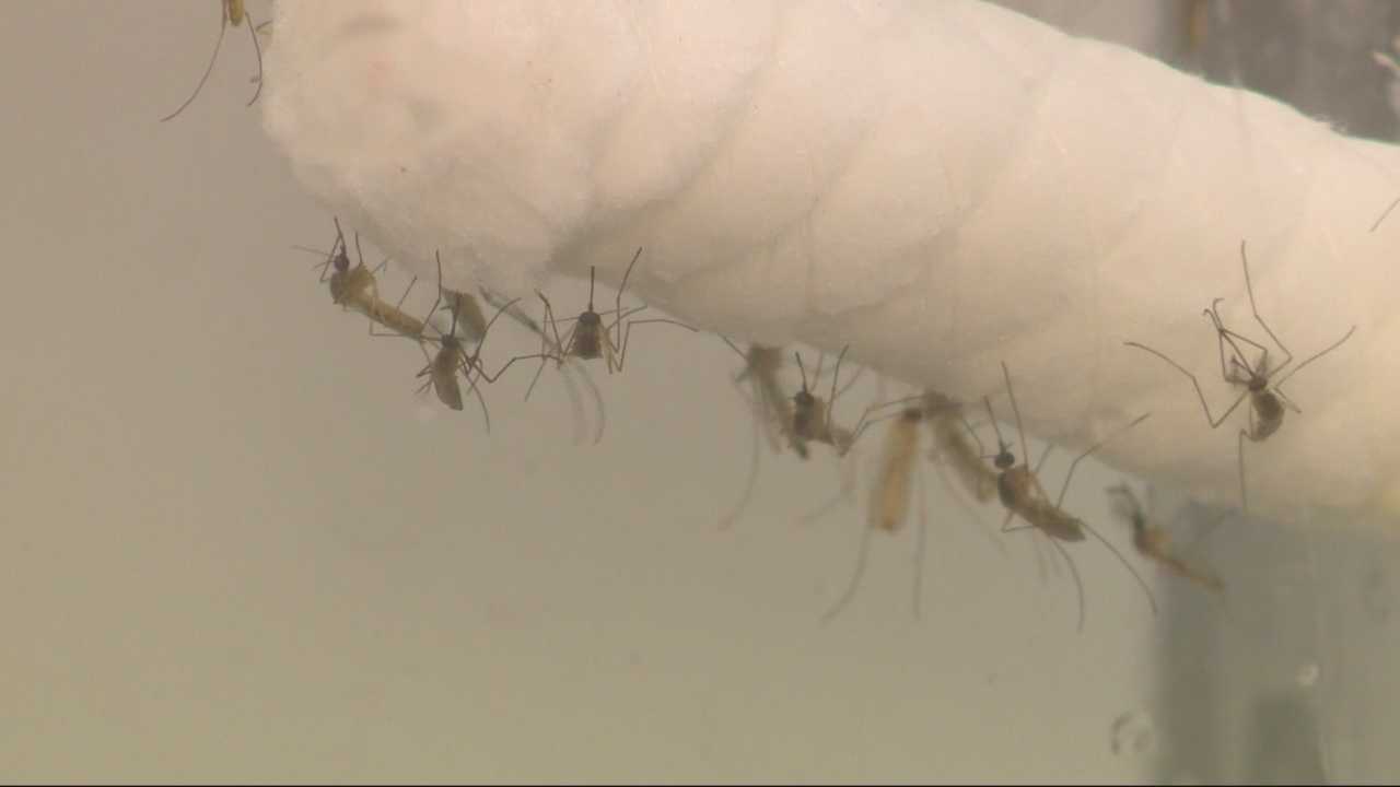 More than 200 people in LA contracted West Nile Virus