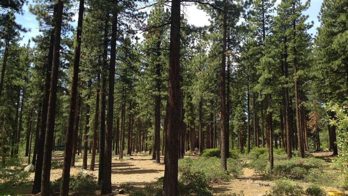you can cut your own christmas tree in this norcal forest you can cut your own christmas tree in this norcal forest