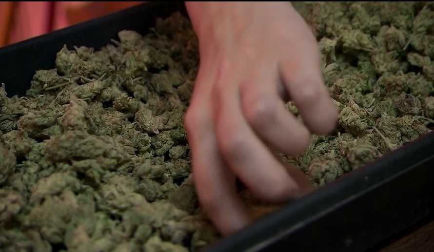 California releases pot regulations; Here are the highlights ...