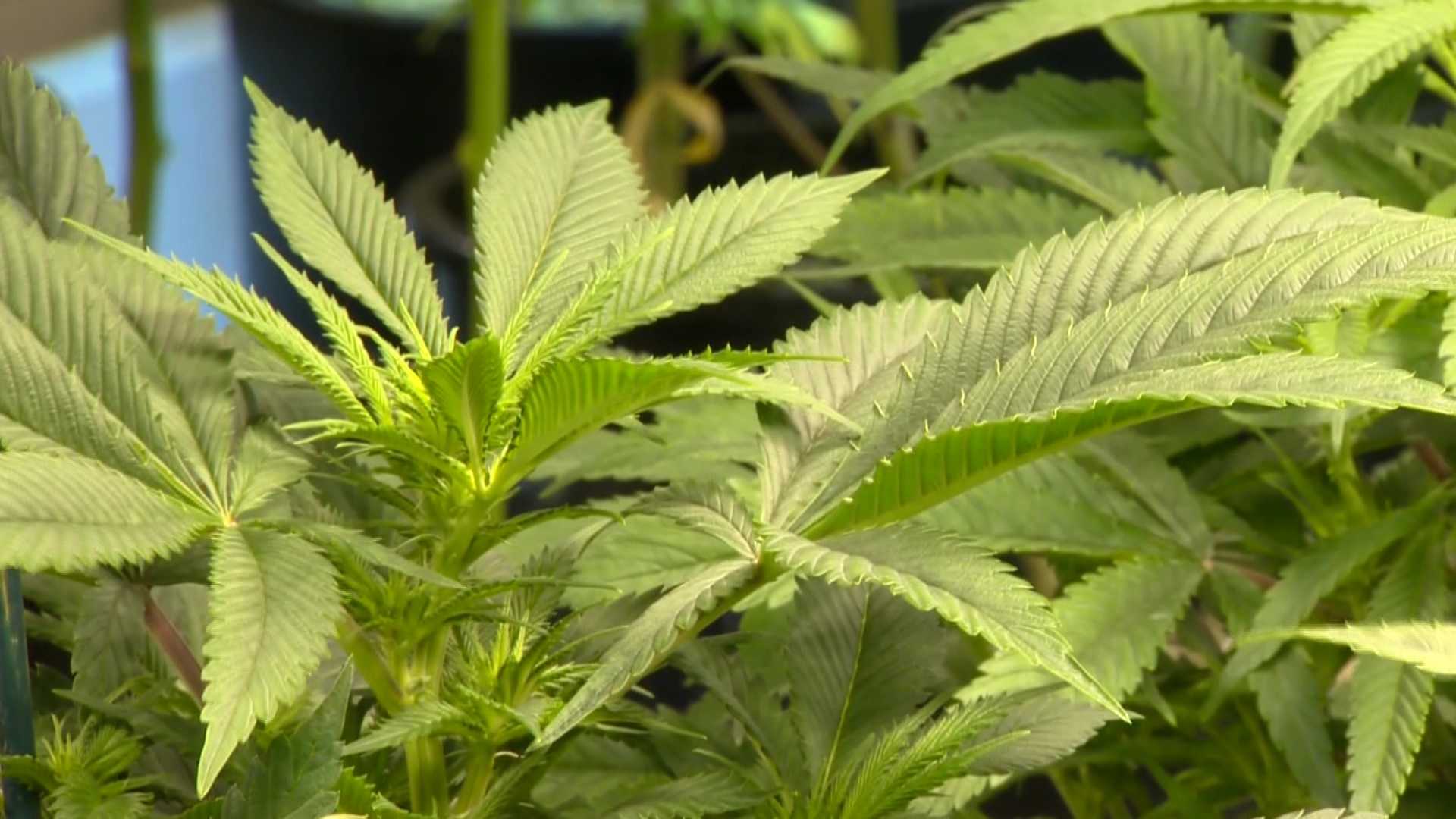 Recreational marijuana rules rile pot-friendly San Francisco