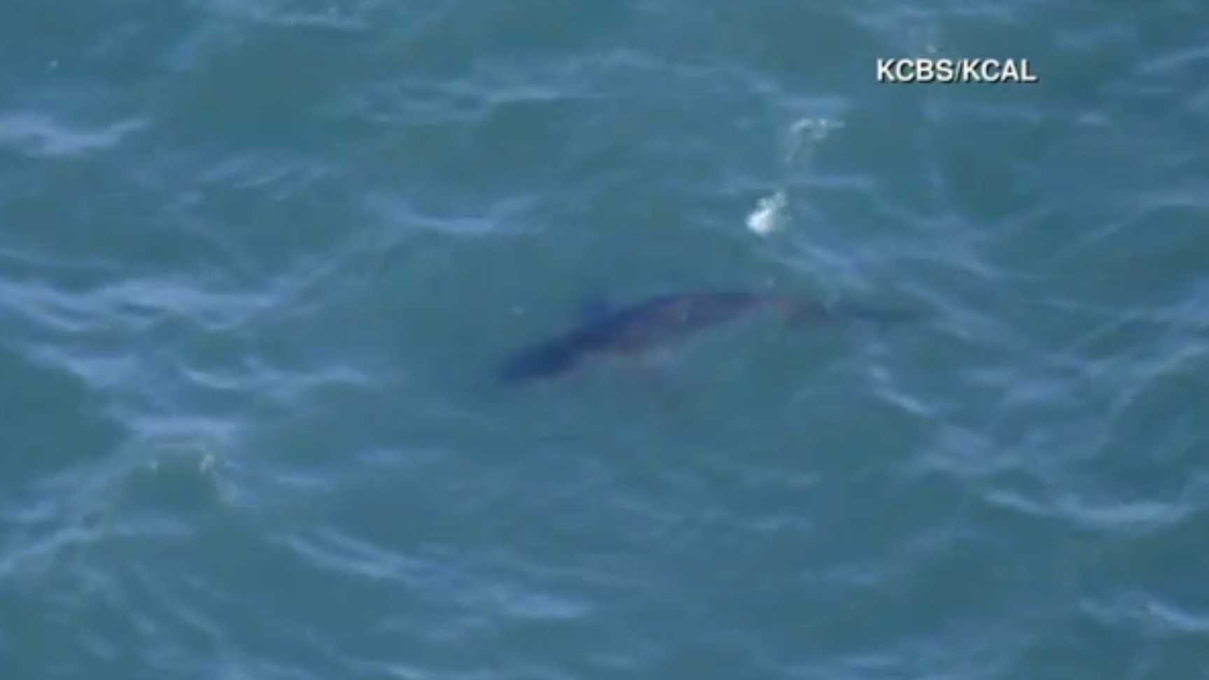 Report: West Coast shark attacks rose in 2017