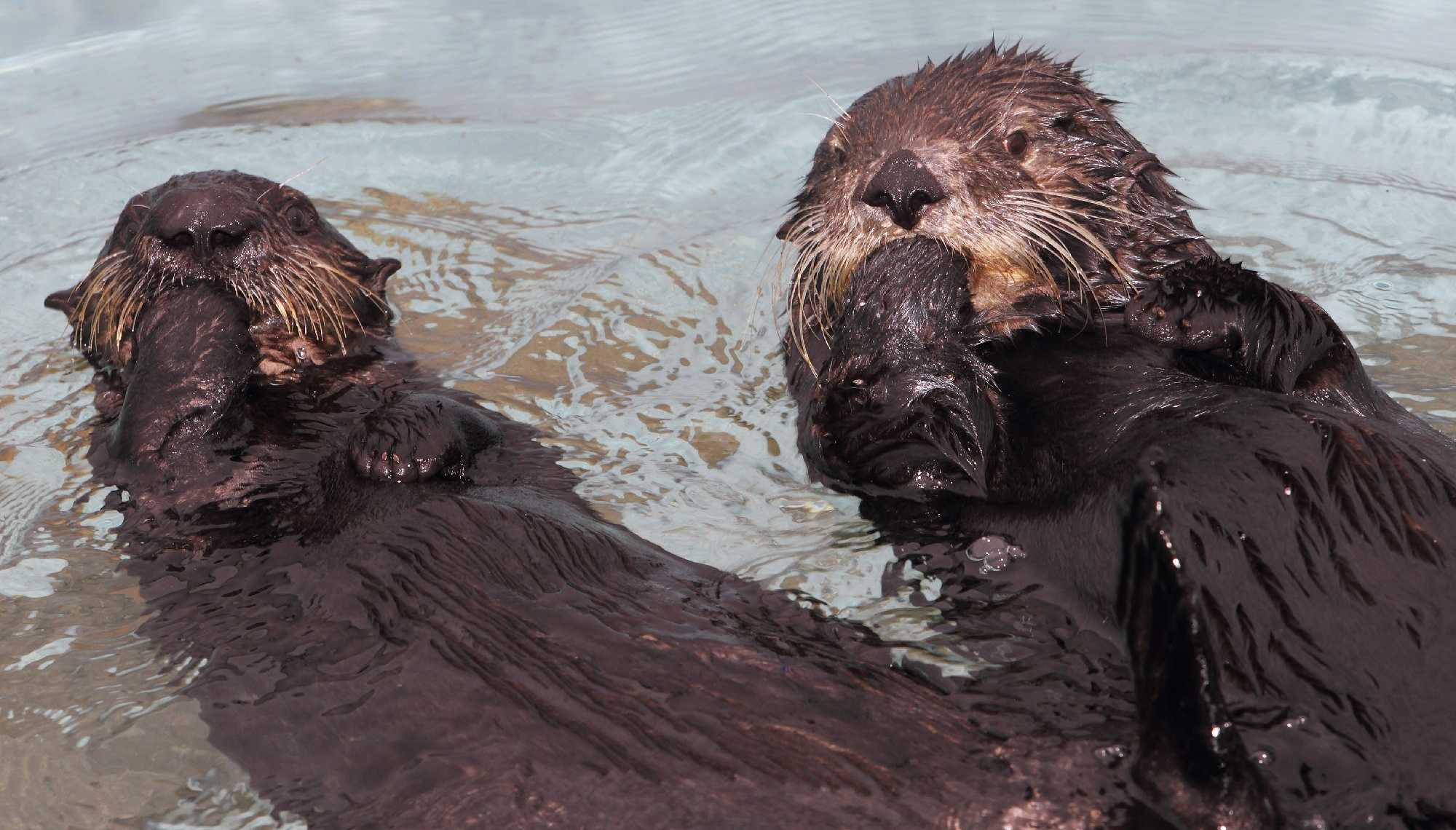 Protected sea otter found shot dead in California bay