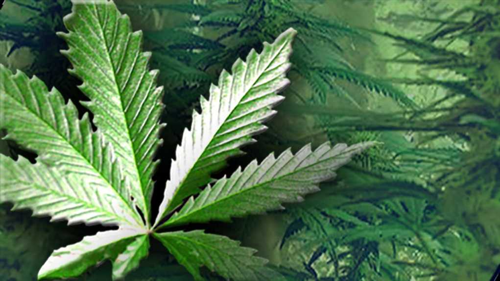 Daycare workers think a parent brought them pot cookies