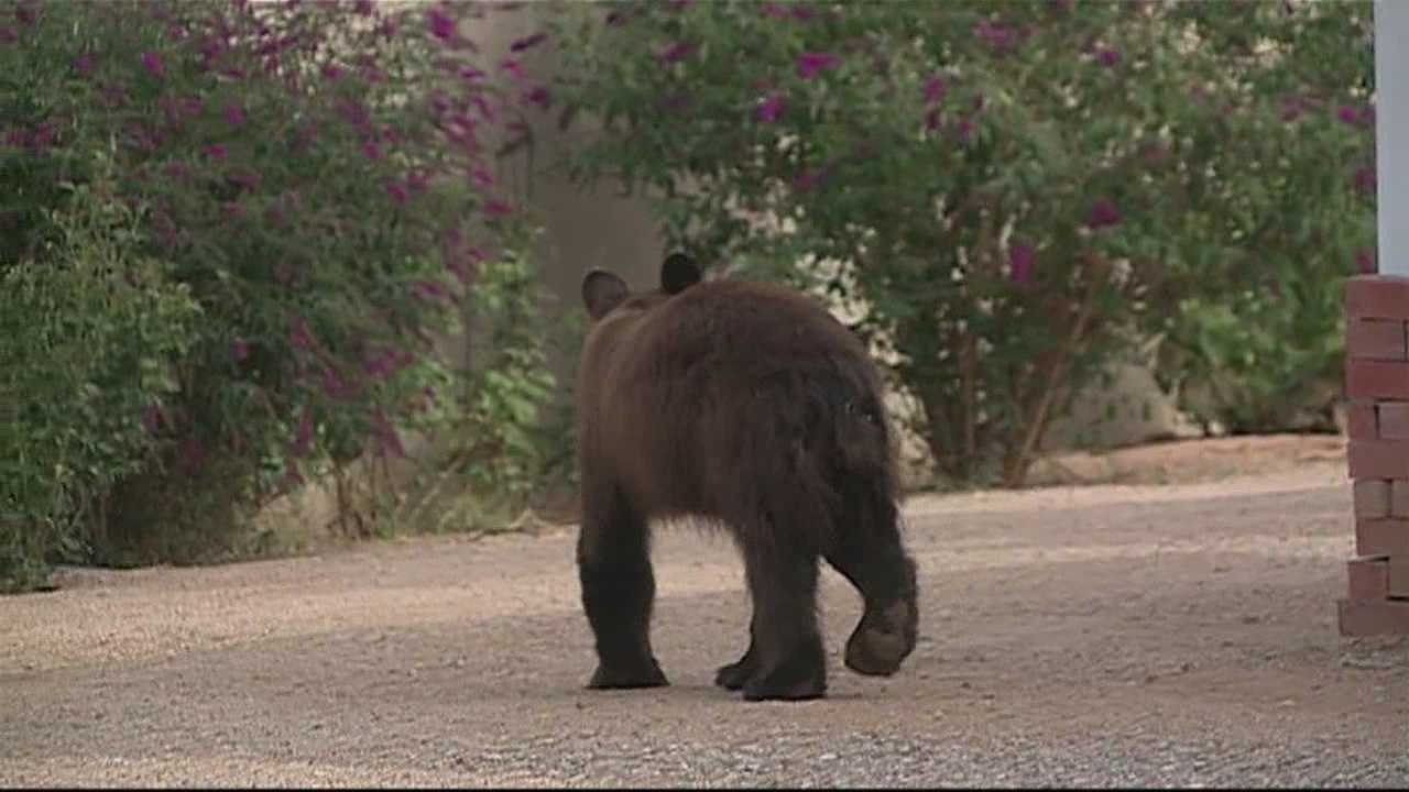 Q&A: How the drought impacts NM wildlife