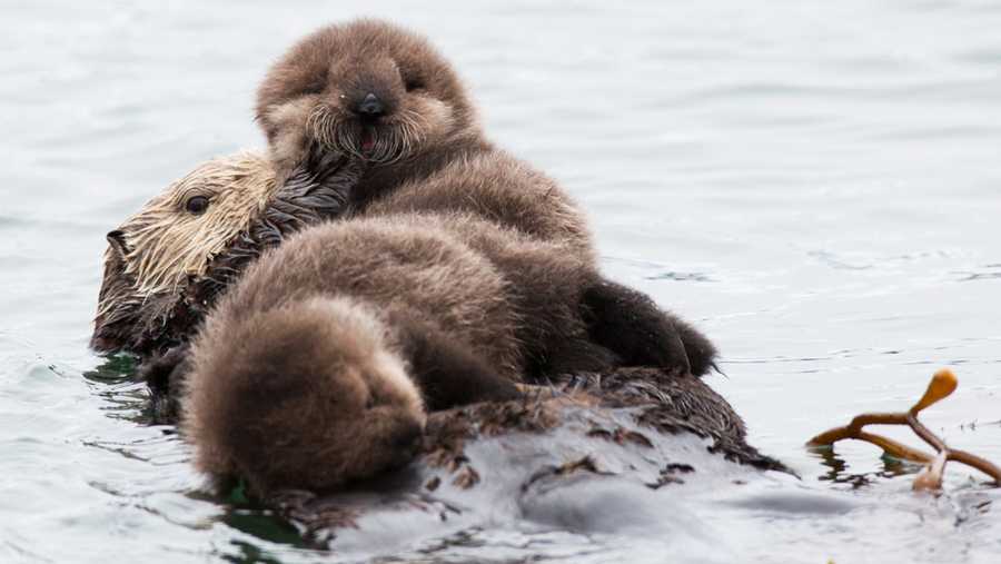 court upholds ending no sea otter zone on california coast