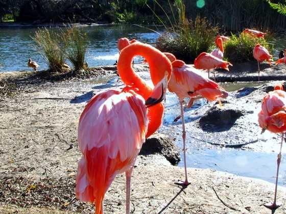 Science finally discovered why flamingos stand on one leg