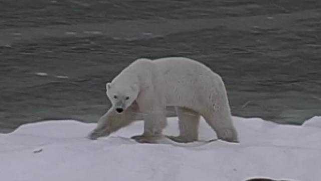 Photographer's 'soul-crushing' video of starving polar bear goes viral