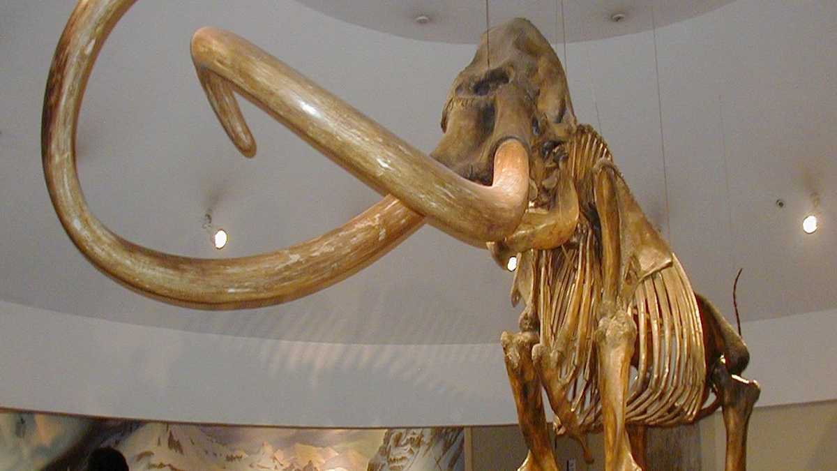 cassius woolly mammoth