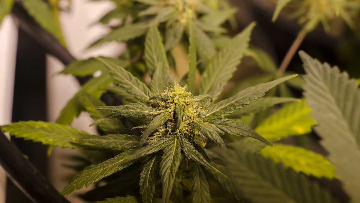 an argumentation of marijuana as medicine an argumentation of marijuana as medicine