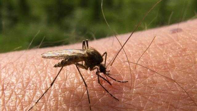 West Nile virus found at Dover Air Force Base