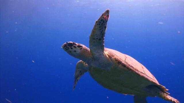 Cold-stunned sea turtles rescued in Florida