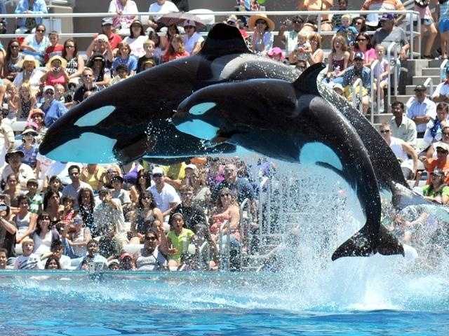 SeaWorld subpoenaed on disclosures related to 2013 documentary ‘Blackfish’