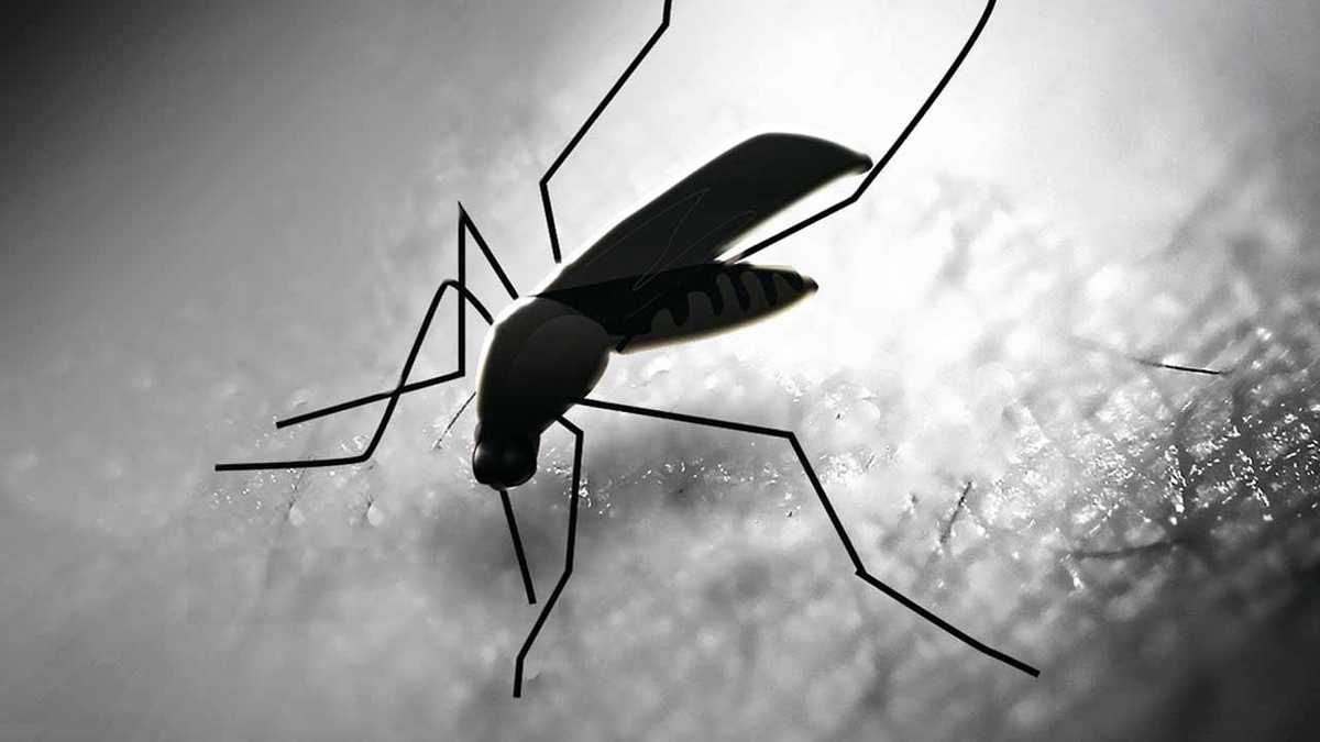 Baltimore unveils Zika preparedness plan - WBAL Baltimore