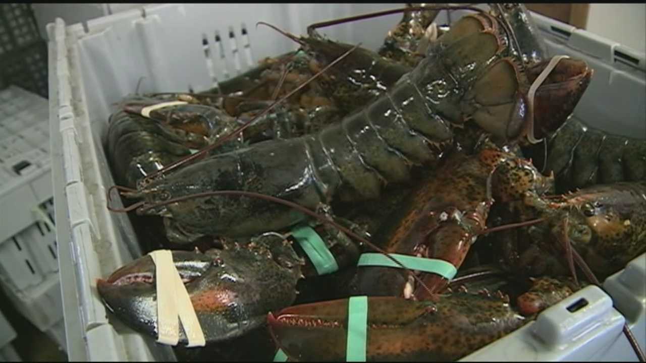 Scientist: Baby lobster count drops off US coast, Canada