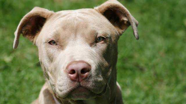Dog Flu Found In Florida, Health Officials Report Dog Flu Found In Florida, Health Officials Report