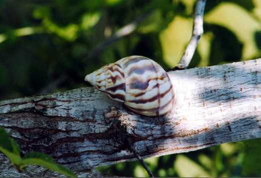 Invasive parasite 'rat lungworm' found in 5 Florida counties